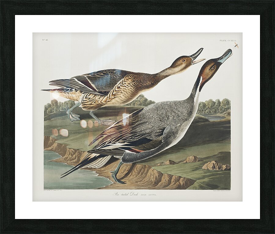 Pin-Tailed Duck Picture Frame print