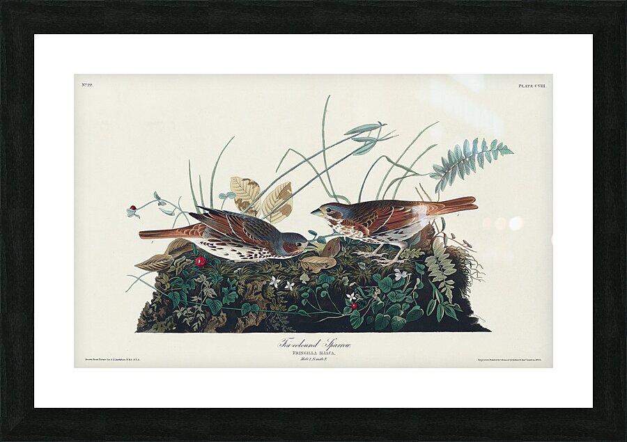 Fox-coloured Sparrow Picture Frame print