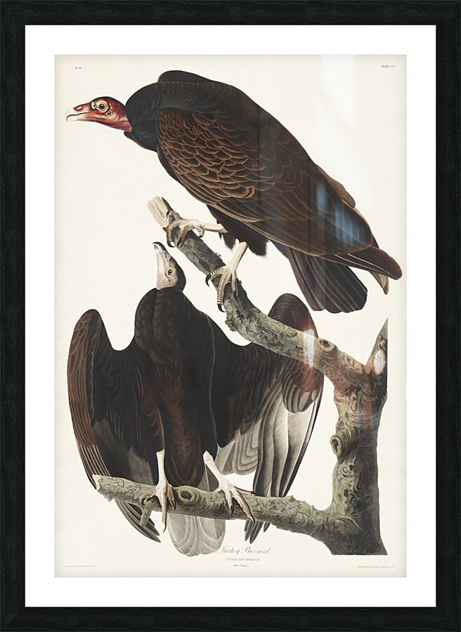 Turkey Buzzard Picture Frame print