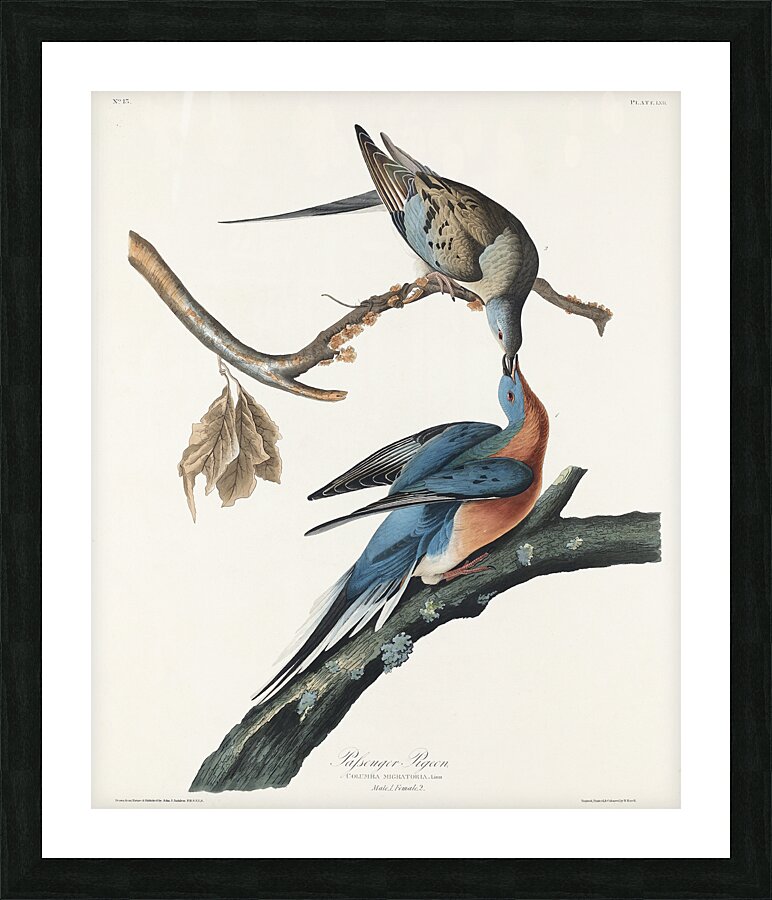 Passenger Pigeon Picture Frame print