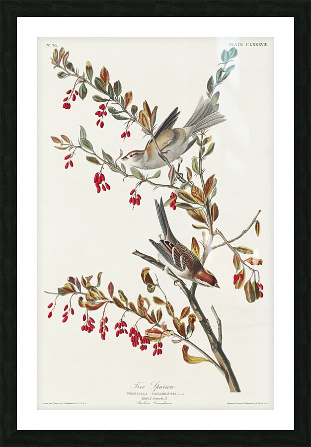 Tree Sparrow Picture Frame print