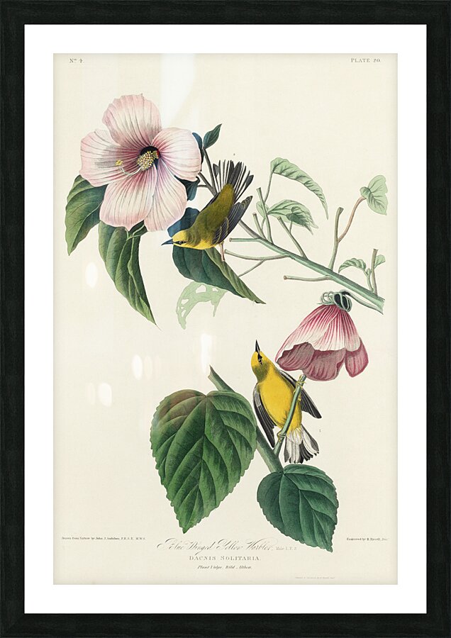 Blue-winged Yellow Warbler Picture Frame print