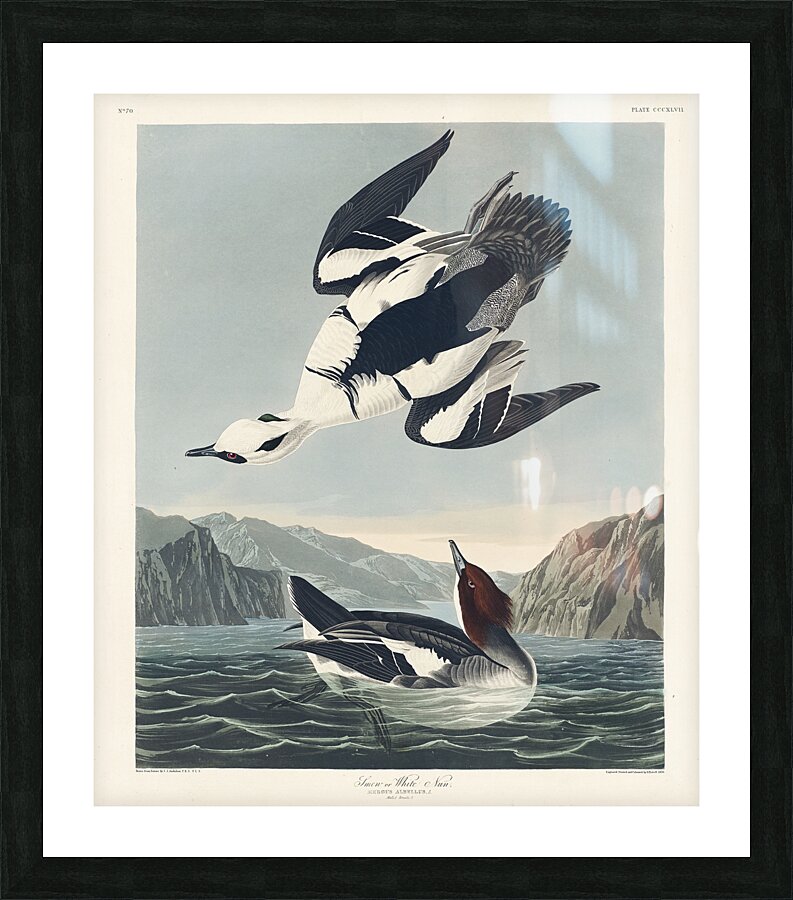 Smew or White Nun Picture Frame print