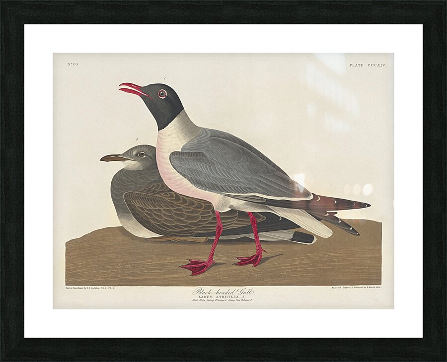 Black-headed Gull Picture Frame print