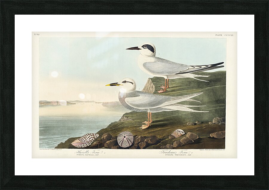 Havells Tern and Trudeaus Tern Picture Frame print