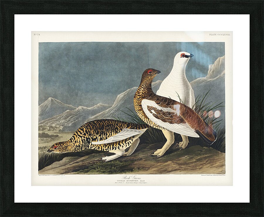 Rock Grous Picture Frame print