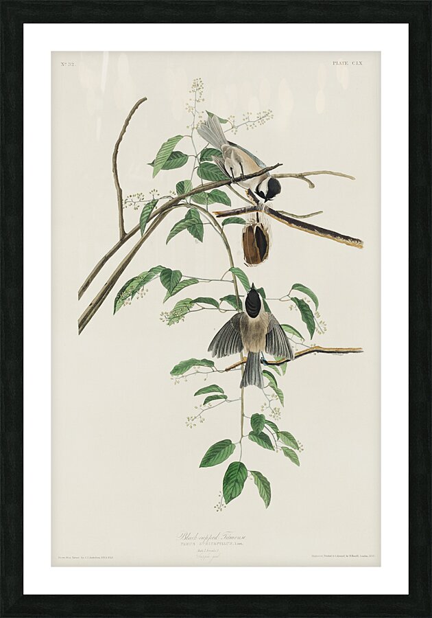 Carolina Titmouse Picture Frame print