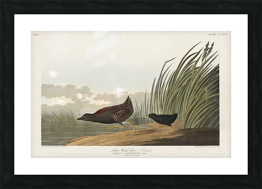 Least Water-hen Picture Frame print