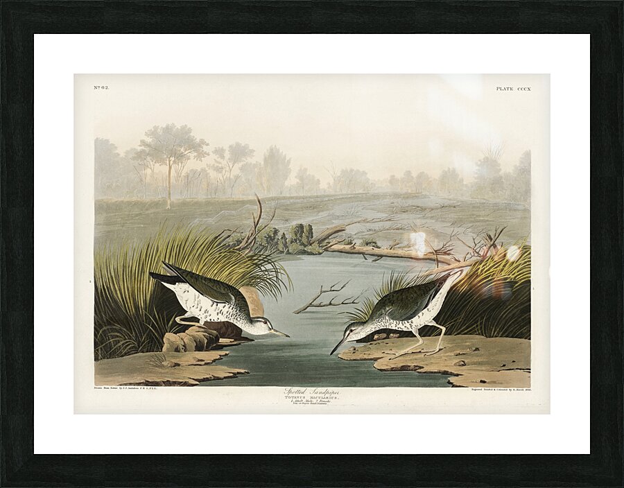 Spotted Sandpiper Picture Frame print