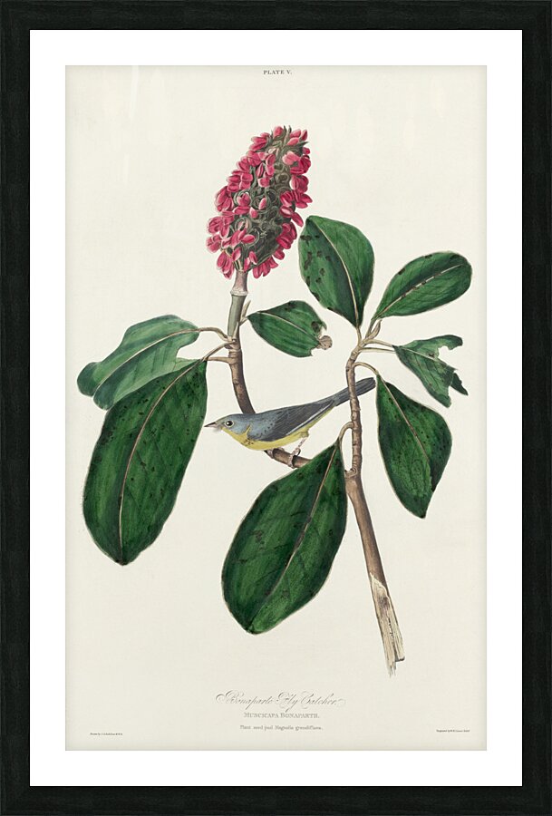 Bonapartes Flycatcher Picture Frame print