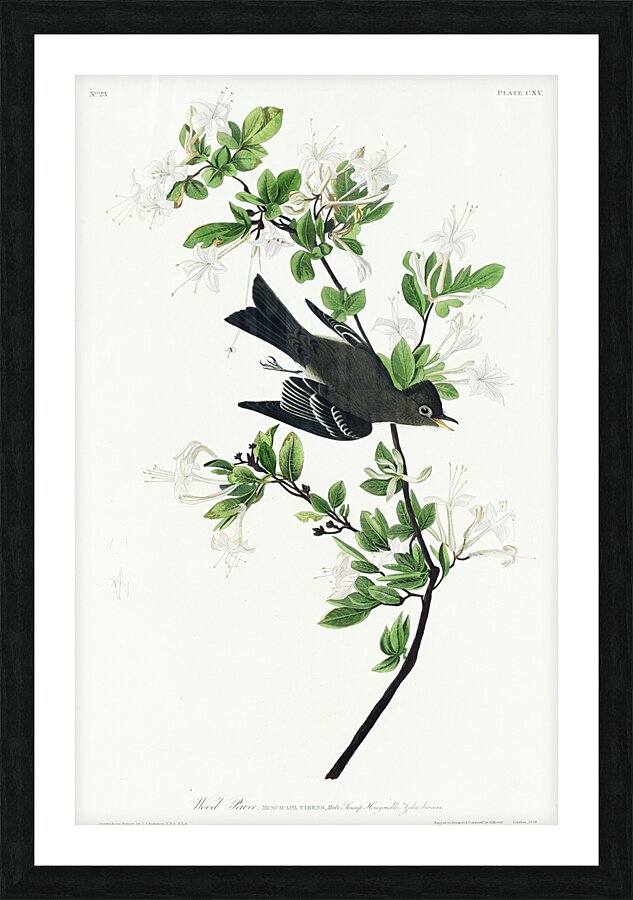 Wood Pewee Picture Frame print