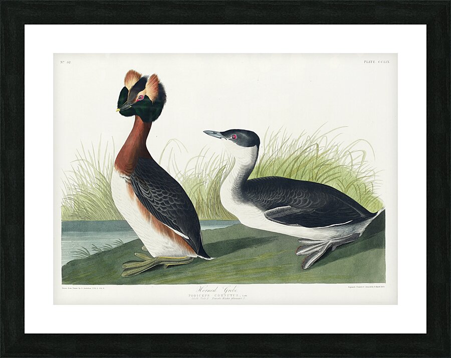 Horned Grebe Picture Frame print