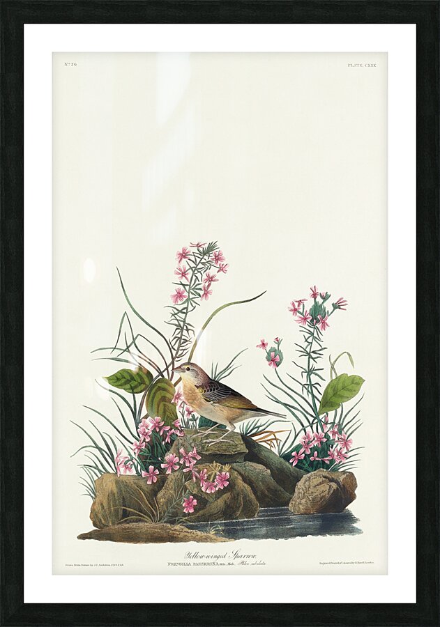 Yellow-winged Sparrow Impression et Cadre photo