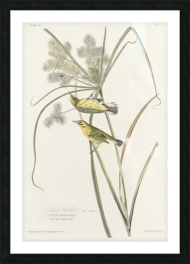 Prairie Warbler Impression et Cadre photo