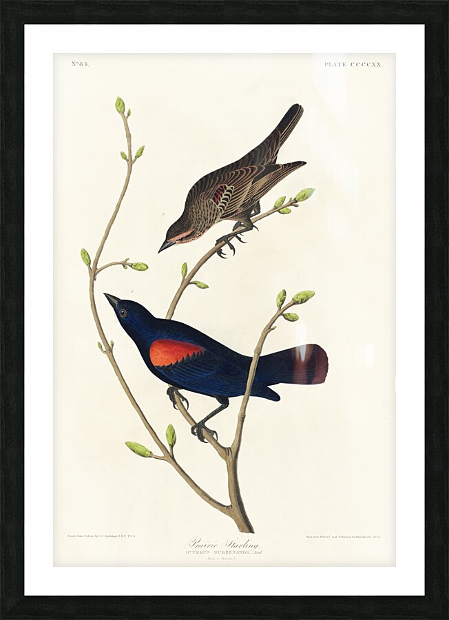 Prairie Starling Picture Frame print