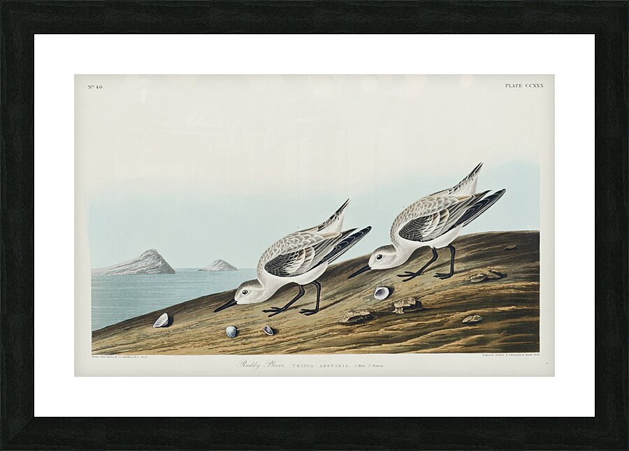 Sanderling Picture Frame print