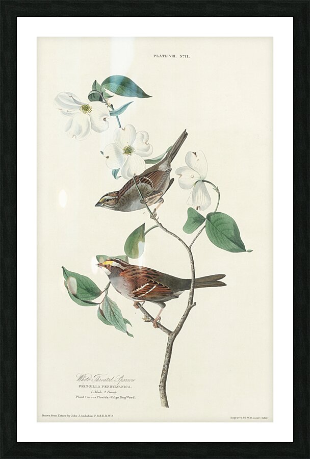 Sanderling Picture Frame print