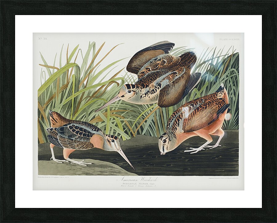 Sanderling Picture Frame print