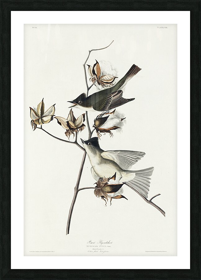 Pewit Flycatcher Picture Frame print