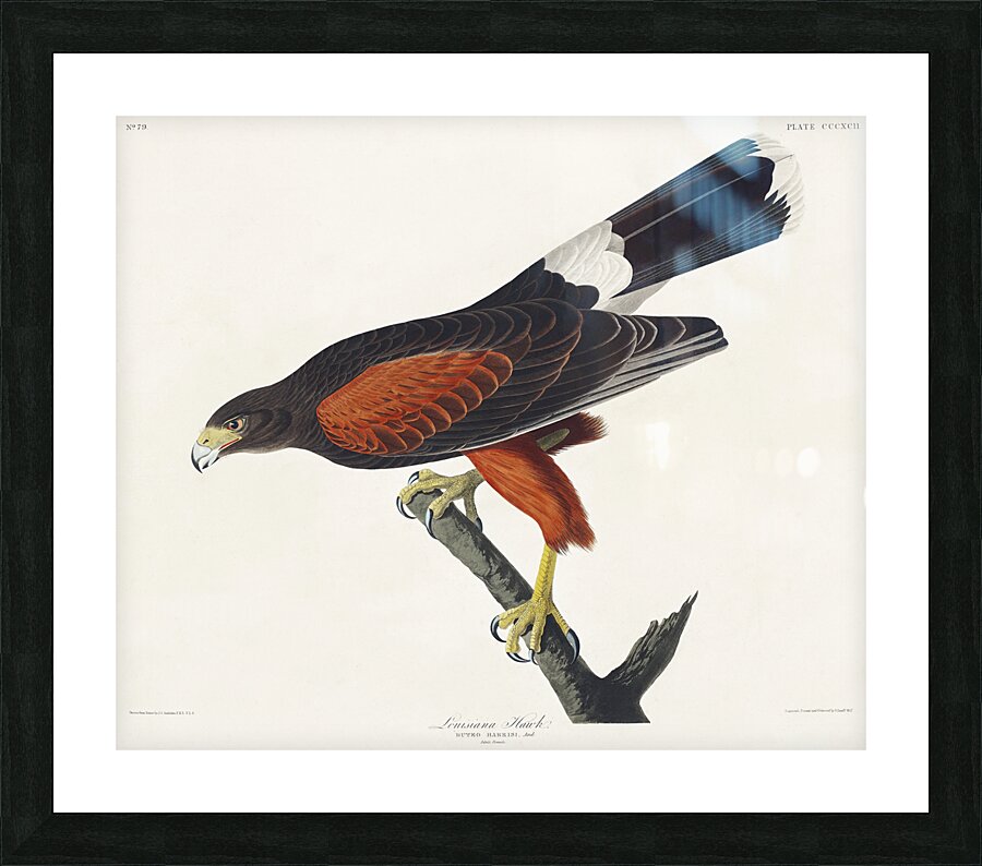 Louisiana Hawk Picture Frame print