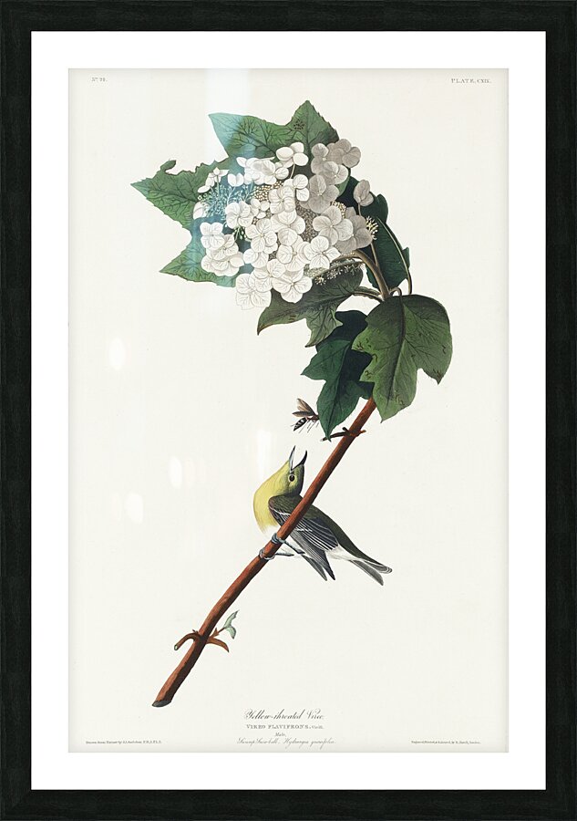 Yellow-throated Vireo Picture Frame print