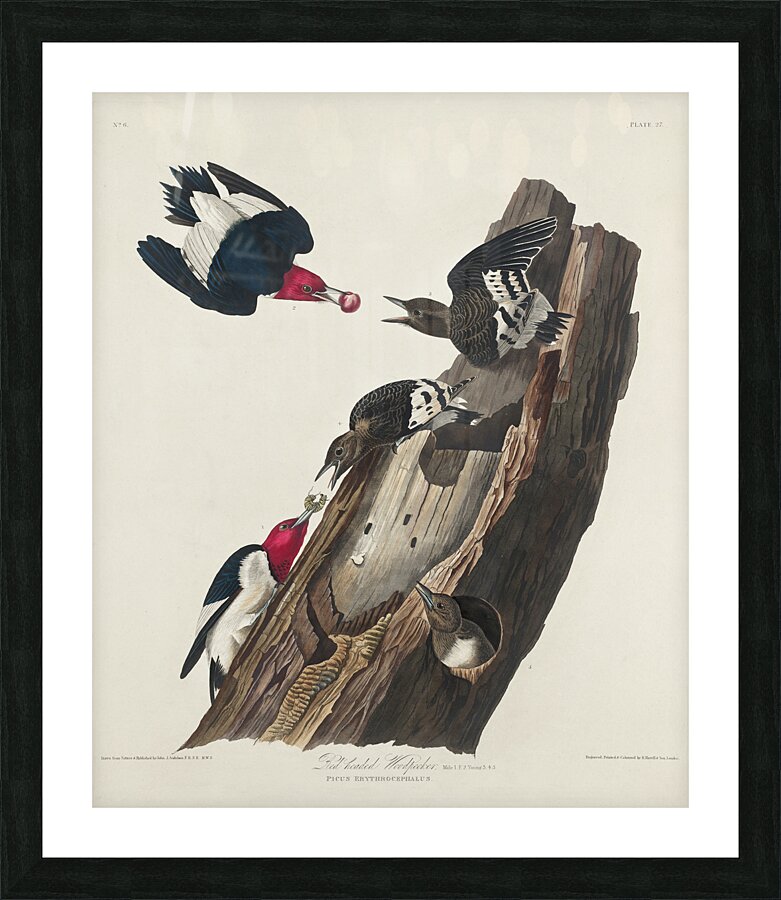 Red-headed Woodpecker Picture Frame print