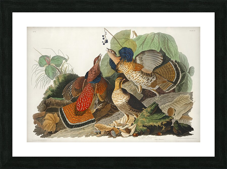 Ruffed Grouse Picture Frame print