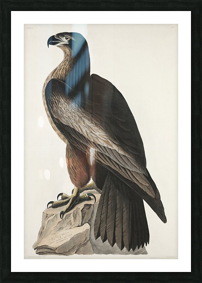 The Bird of Washington or Great American Sea Eagle Picture Frame print
