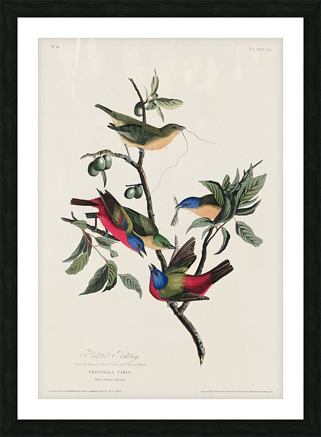 Painted Finch Picture Frame print