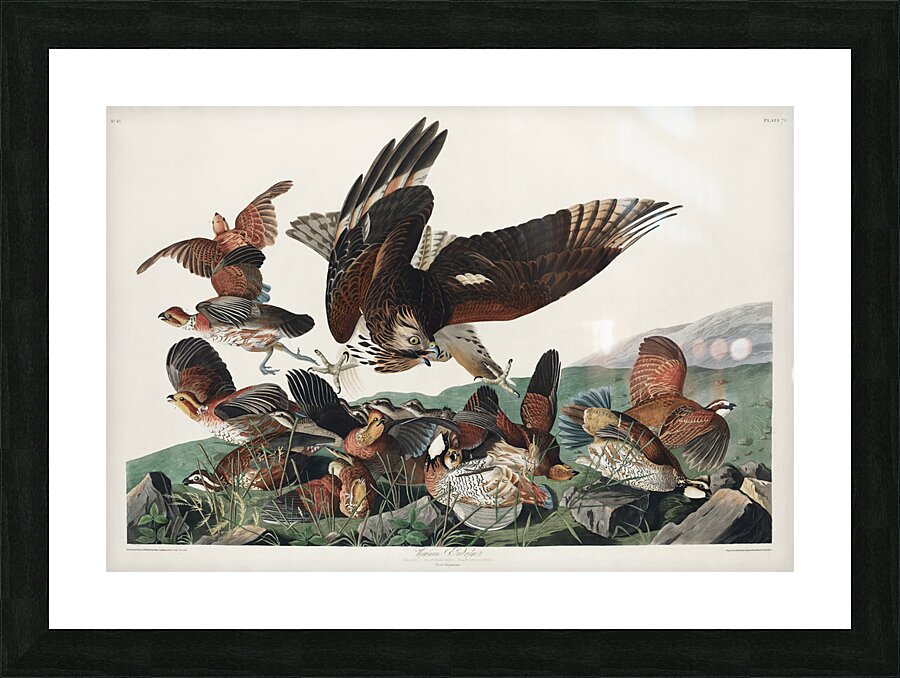 Virginian Partridge Picture Frame print