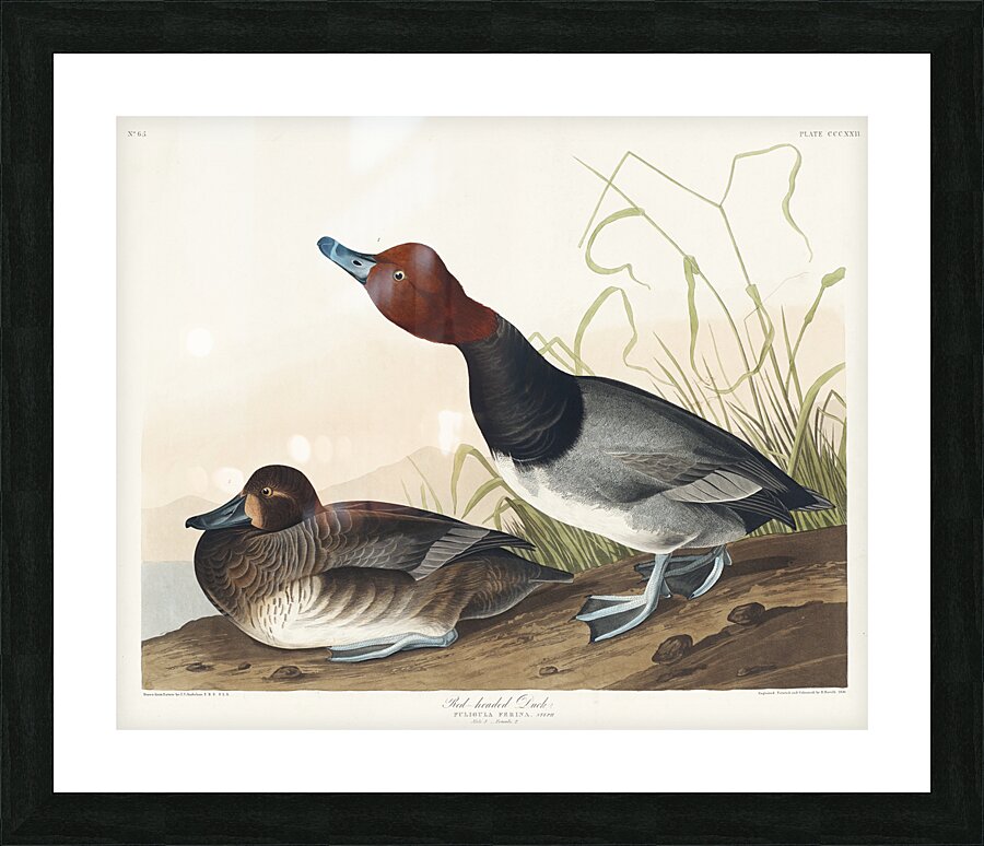 Red-headed Duck Picture Frame print