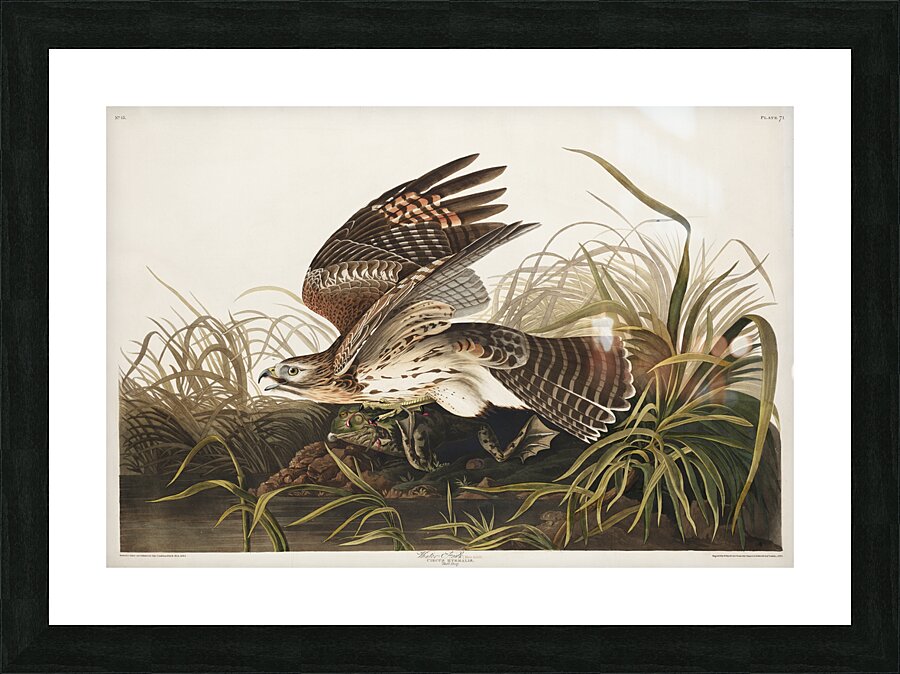 Winter Hawk Picture Frame print