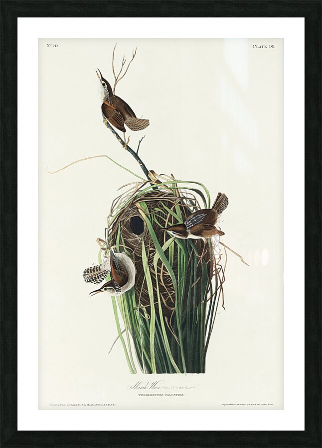 Marsh Wren Picture Frame print