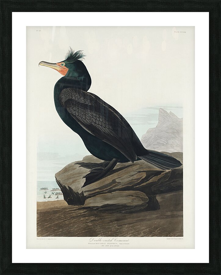 Double-crested Cormorant Picture Frame print
