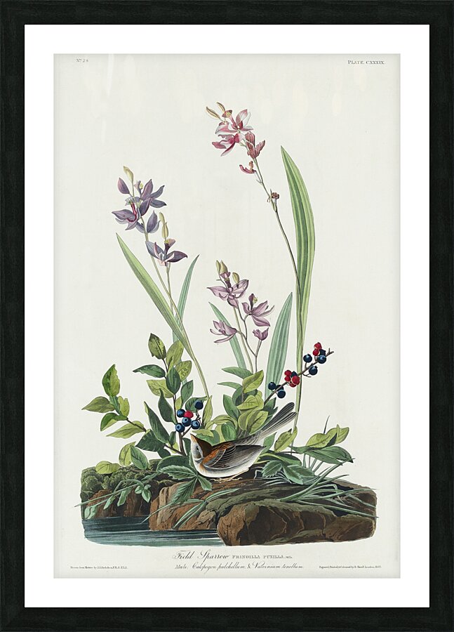 Field Sparrow Picture Frame print
