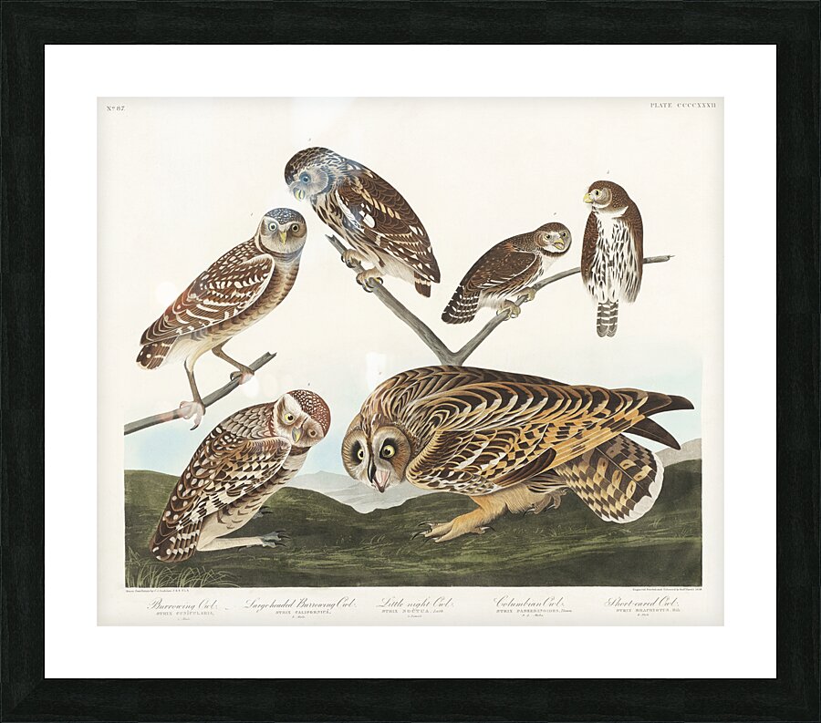 Burrowing Owl Large-Headed Burrowing Owl Little Night Owl Columbian Owl and Short-cared Owl Picture Frame print