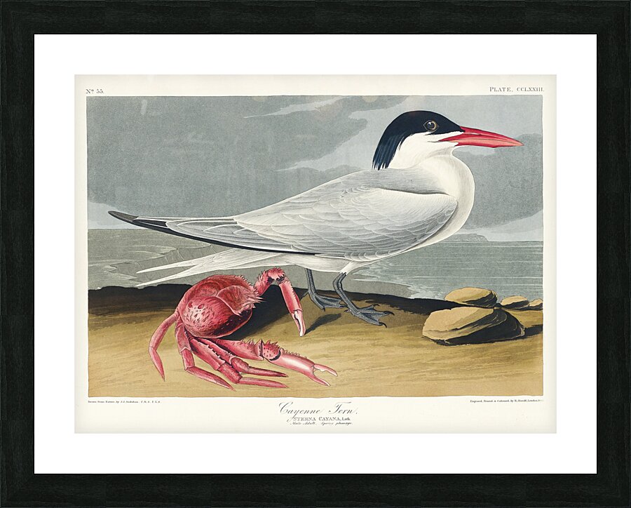 Trumpeter Swan Picture Frame print