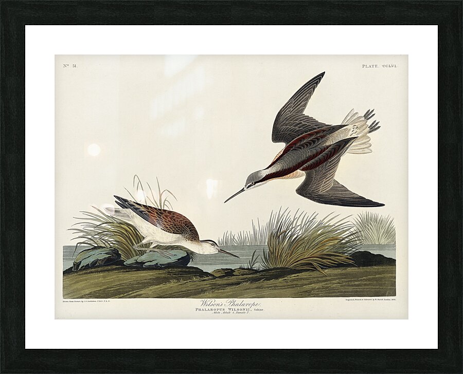 Wilsons Phalarope Picture Frame print