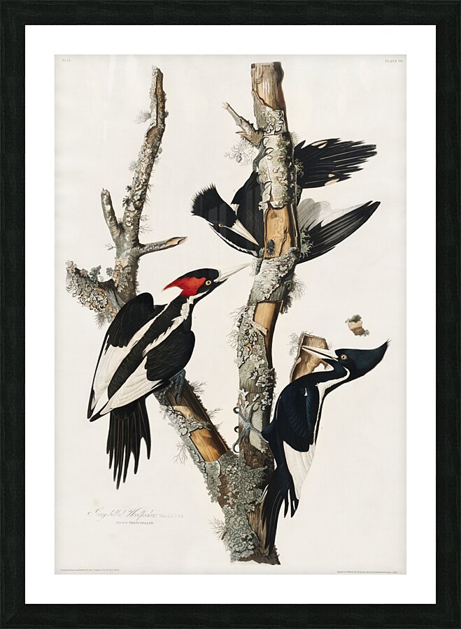 Ivory-billed Woodpecker Picture Frame print