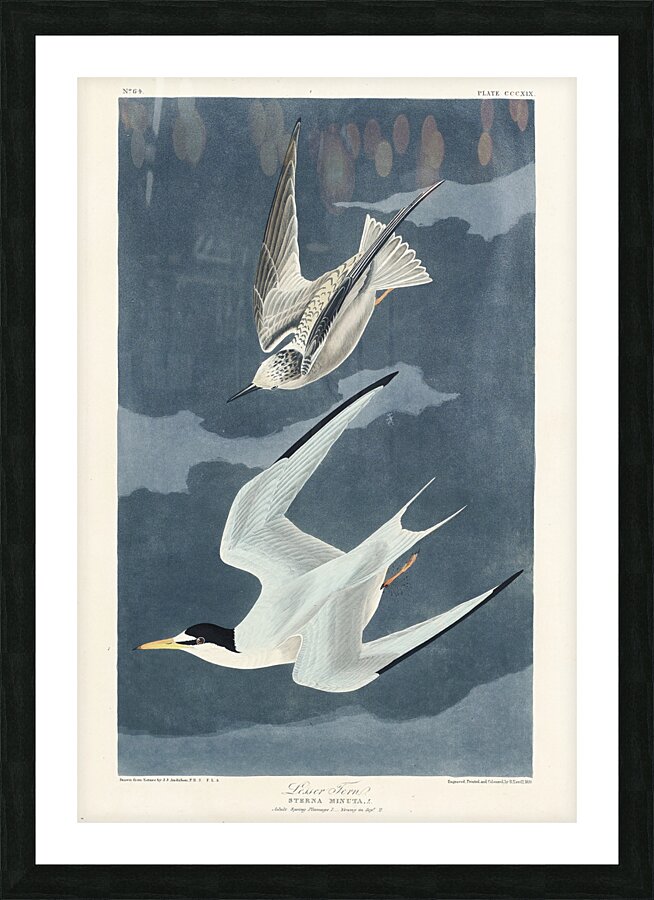 Lesser Tern Picture Frame print