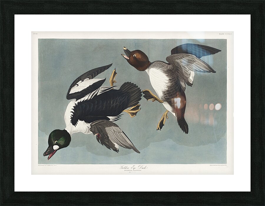 Golden-eye Duck Picture Frame print