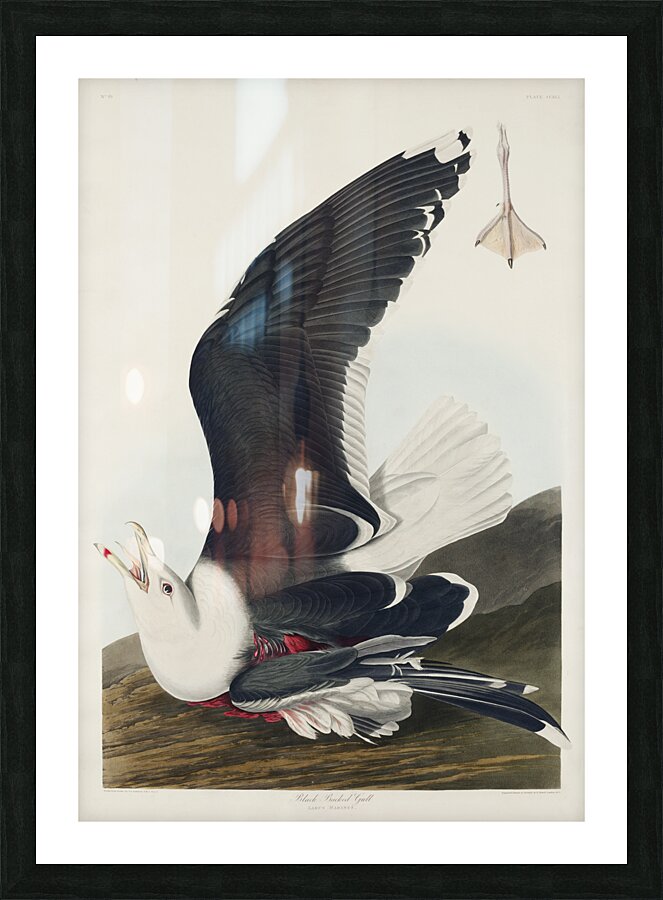 Black Backed Gull Picture Frame print
