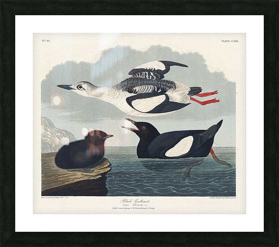 Black Guillemot Picture Frame print