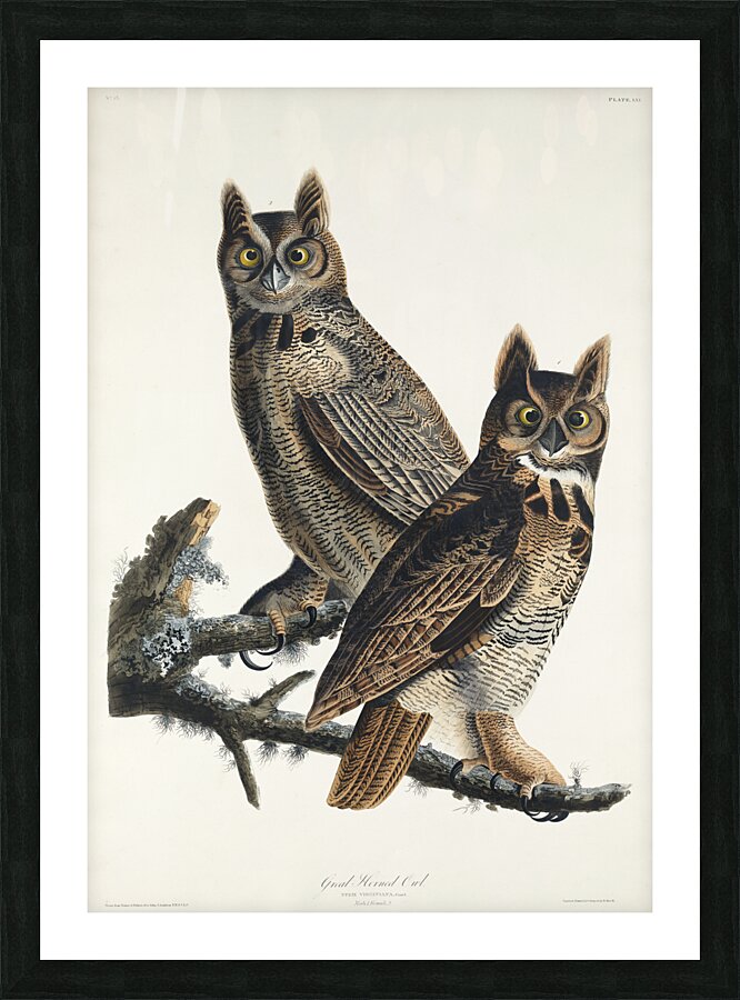 Great Horned Owl Picture Frame print