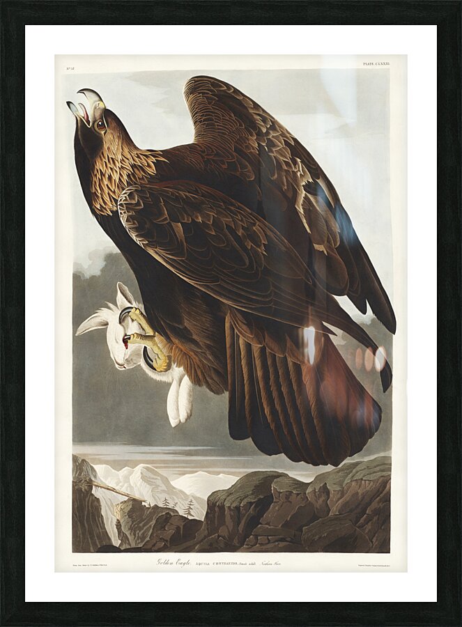 Golden Eagle Picture Frame print