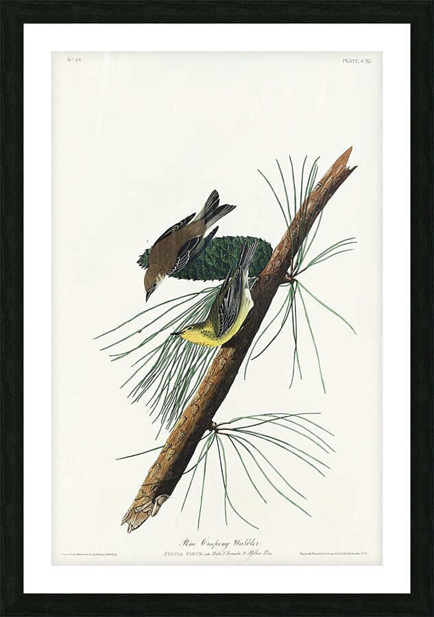 Pine Creeping Warbler Picture Frame print
