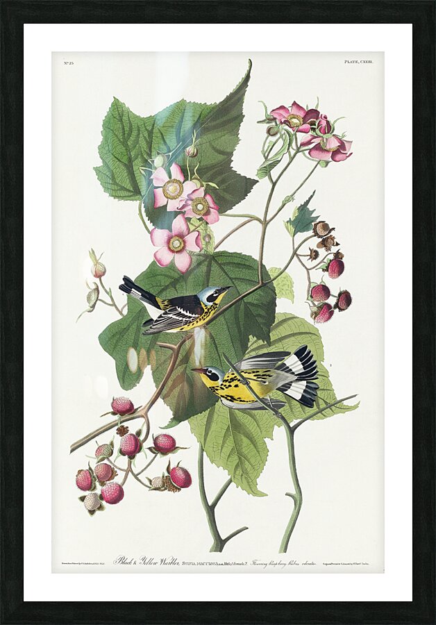Black & Yellow Warblers Picture Frame print