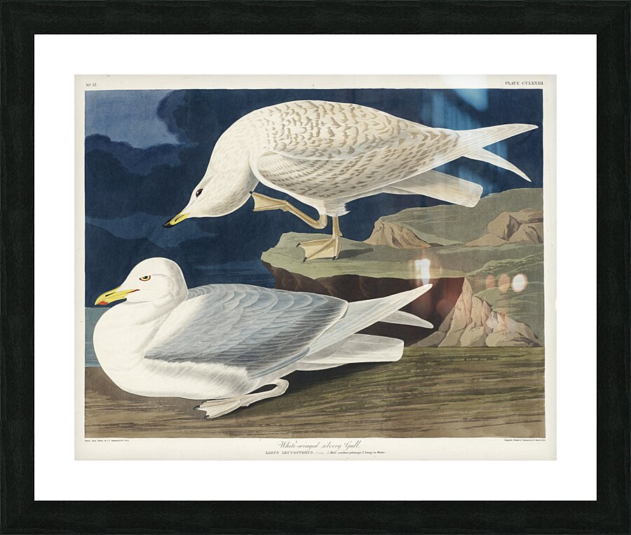 White-winged silvery Gull Picture Frame print