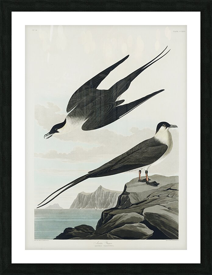 Arctic Yager Picture Frame print