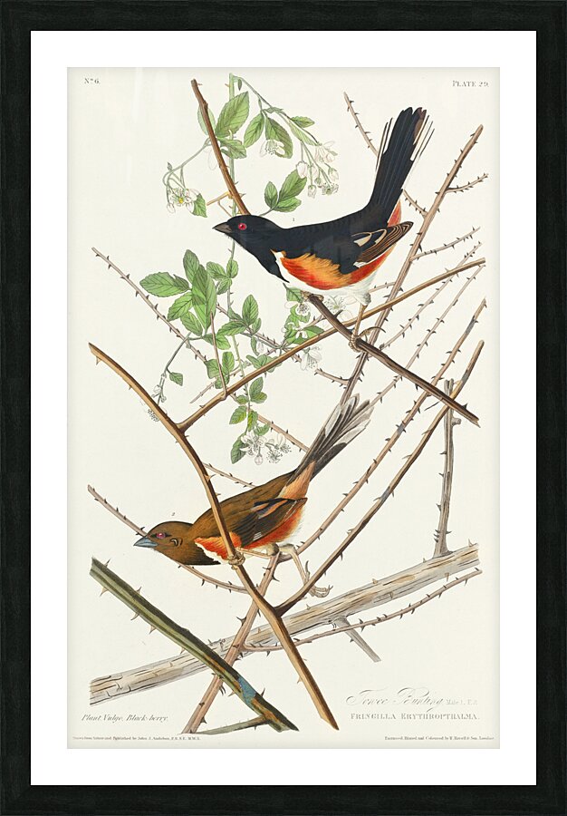 Towee Bunting Picture Frame print